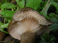 Hygrophorus camarophyllus